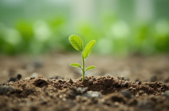new, life, plant