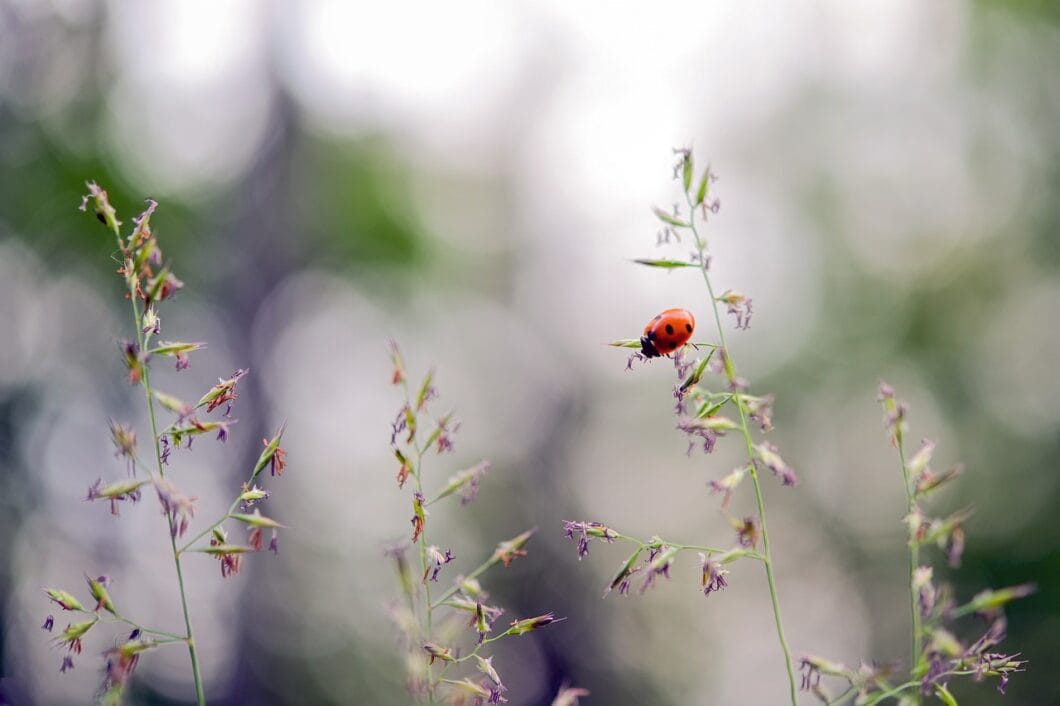 ladybug, beetle, lucky charm