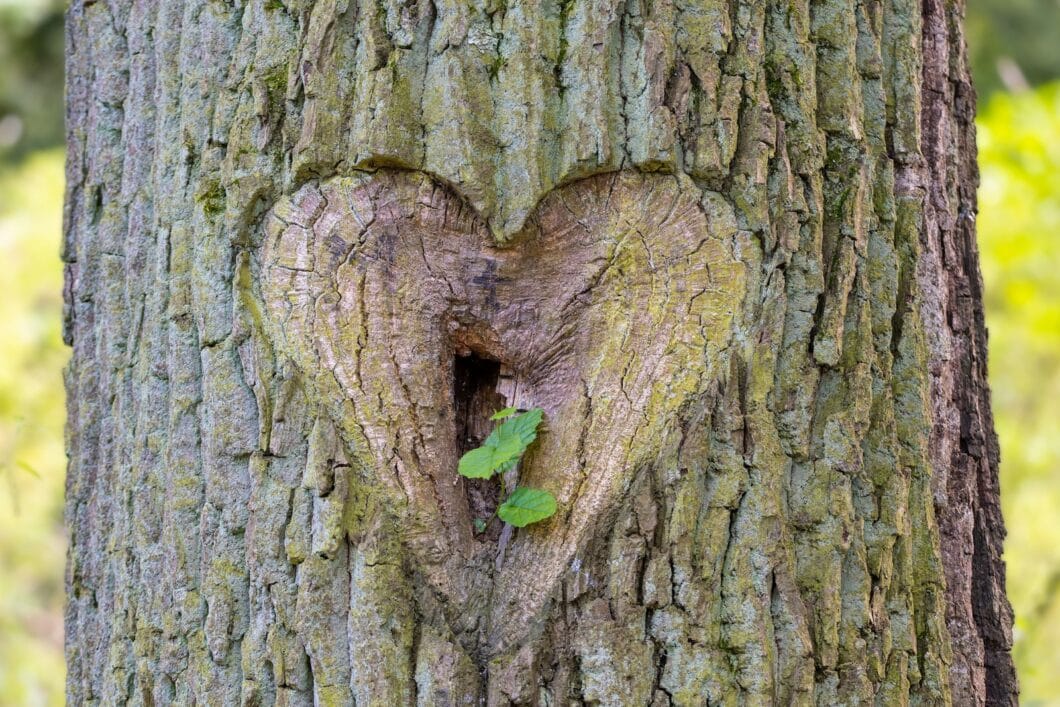 A heart shaped hole in the bark of a tree