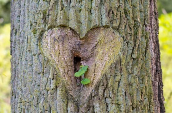 A heart shaped hole in the bark of a tree